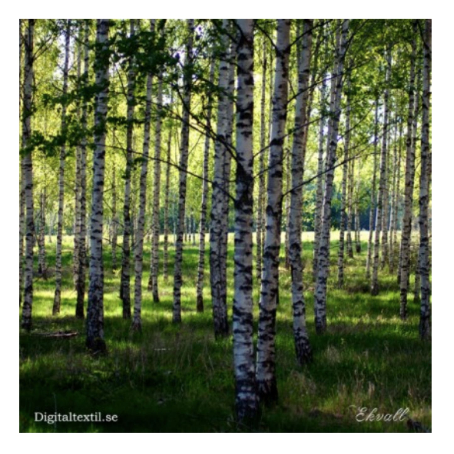 Birches in the Glade Swedish Dishcloth
