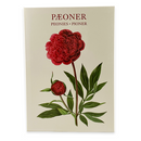 Peonies