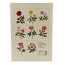 Peonies