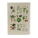 Kitchen Garden Notecards, Pack of 8