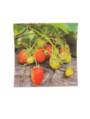 Wild Strawberries Swedish Dishcloth