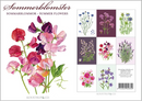 Summer Flower Note Cards, Pack of 8