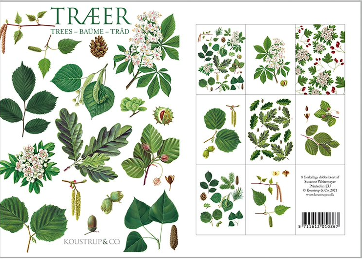 Tree Notecards, Pack of 8