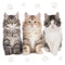 Three Kitties - Luncheon/Dinner
