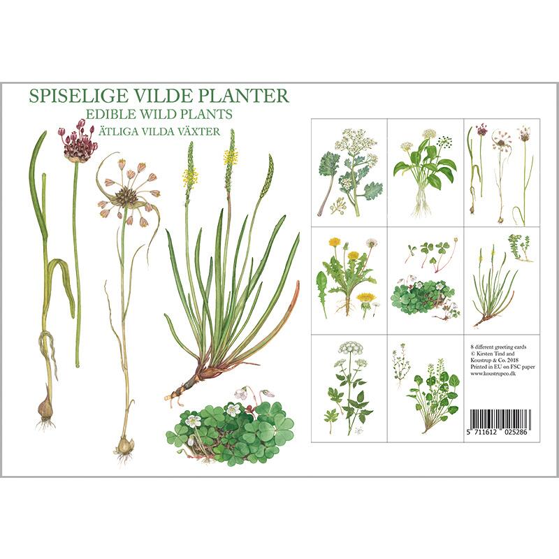 Edible Wild Plants Note Cards