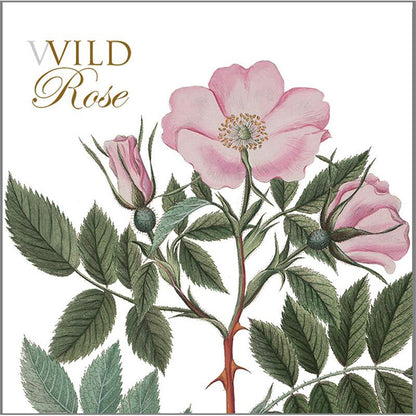 Koustrup & Co. Wild Rose Notecards