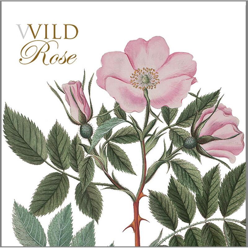 Wild Rose Square Note Cards