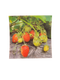 Wild Strawberries Swedish Dishcloth