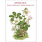 White Christmas Note Cards