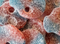 Red & Blue Skulls (Hallon & Blabar Skulls)