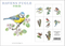 Spring Garden Birds, Pack of 8