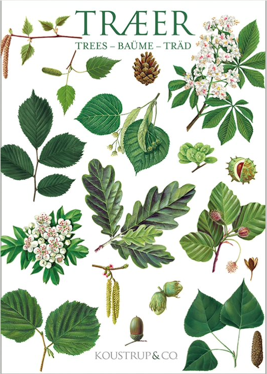 Tree Notecards, Pack of 8