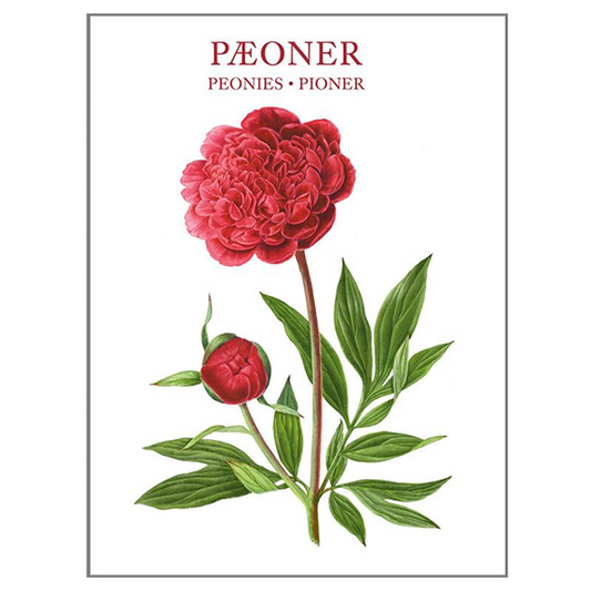 Koustrup & Co. Peonies Note Cards