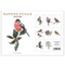 Garden Birds Winter - 8 Cards